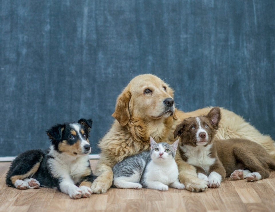 Essential Pet Care Tips for a Happy and Healthy Companion - Incredible Men Apparel